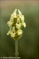 Sideritis glacialis