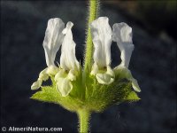 Sideritis hirsuta