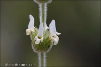 Sideritis ibanyezii