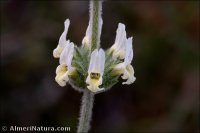 Sideritis ibanyezii