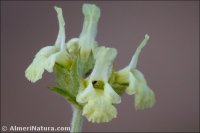 Sideritis incana