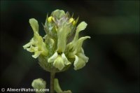 Sideritis incana
