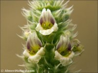Sideritis lasiantha