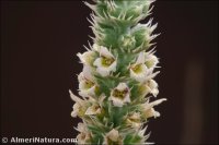 Sideritis lasiantha