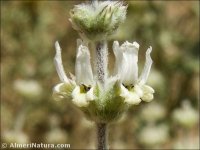 Sideritis leucantha
ssp incana