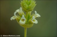 Sideritis luteola