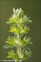 Sideritis montana