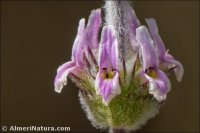 Sideritis murgetana