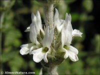 Sideritis osteoxylla