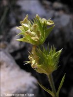 Sideritis pungens