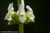 Sideritis pusilla
ssp alhamillensis