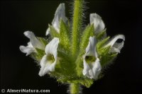 Sideritis pusilla