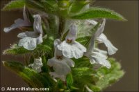 Sideritis romana