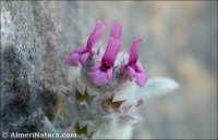 Sideritis stachydioides