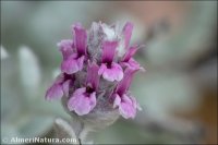 Sideritis stachydioides