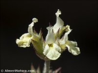 Sideritis x grosii