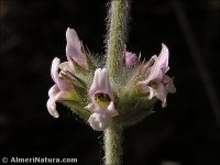 Sideritis x montserratii