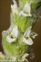 Sideritis x pallaresii