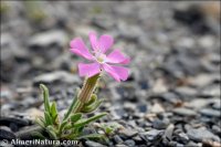 Silene adscendens