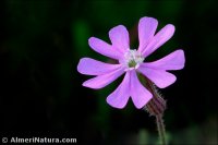 Silene adscendens
