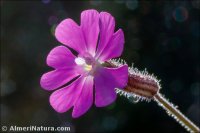 Silene adscendens