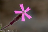 Silene aellenii
