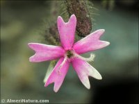 Silene aellenii