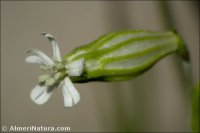 Silene almolae