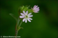 Silene apetala