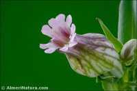 Silene behen
