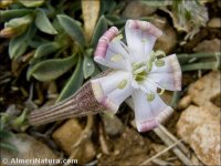Silene boryi