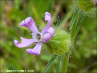 Silene colorata
