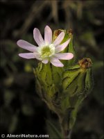 Silene colorata