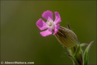 Silene conica