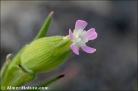 Silene conoidea