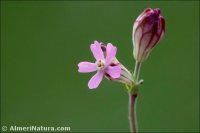 Silene diversifolia