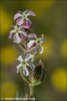 Silene gallica