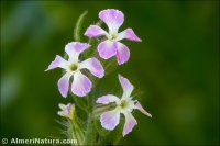 Silene gallica