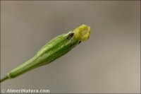 Silene inaperta