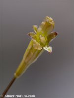 Silene inaperta