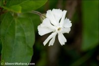 Silene latifolia