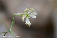 Silene mellifera