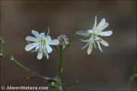 Silene mellifera