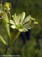 Silene mellifera