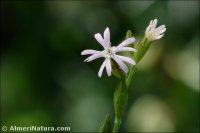 Silene nocturna
