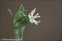 Silene oropediorum
