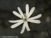 Silene portensis