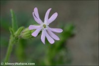 Silene ramosissima