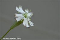 Silene saxifraga