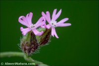 Silene sclerocarpa